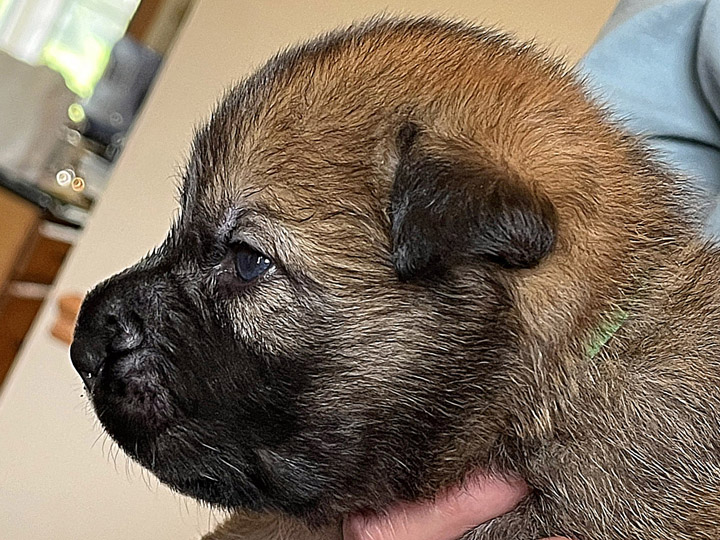 chinook puppy